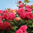 Růže pnoucí Kordes 'Laguna' - Rosa PN 'Laguna'