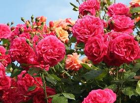 Růže pnoucí Kordes 'Laguna' - Rosa PN 'Laguna'