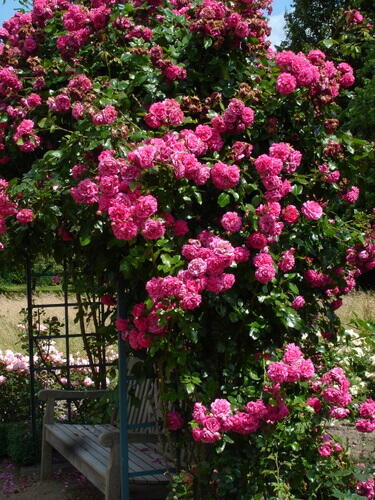 Růže pnoucí Kordes 'Laguna' - Rosa PN 'Laguna'