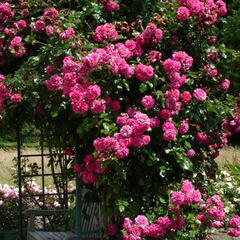 Růže pnoucí Kordes 'Laguna' - Rosa PN 'Laguna'