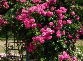 Růže pnoucí Kordes 'Laguna' - Rosa PN 'Laguna'