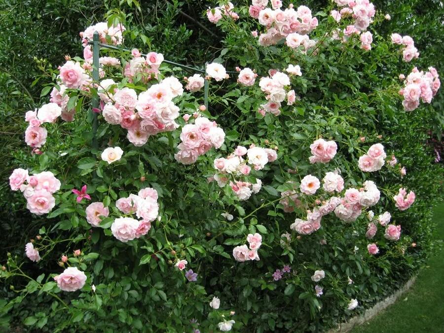 Růže pnoucí 'Kir Royal' - Rosa PN 'Kir Royal'