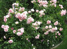 Růže pnoucí 'Kir Royal' - Rosa PN 'Kir Royal'