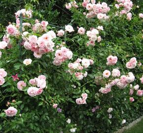 Růže pnoucí 'Kir Royal' - Rosa PN 'Kir Royal'