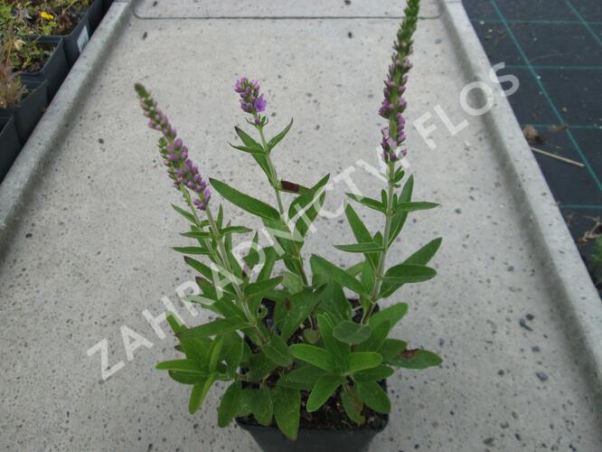 Rozrazil klasnatý 'Atomic Violet' - Veronica spicata 'Atomic Violet'