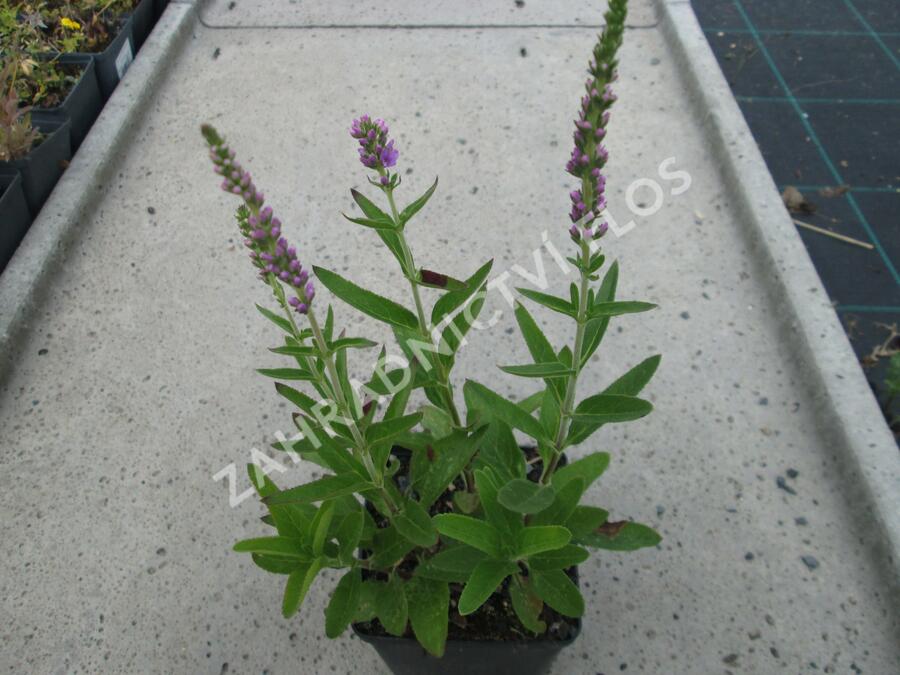 Rozrazil klasnatý 'Atomic Violet' - Veronica spicata 'Atomic Violet'