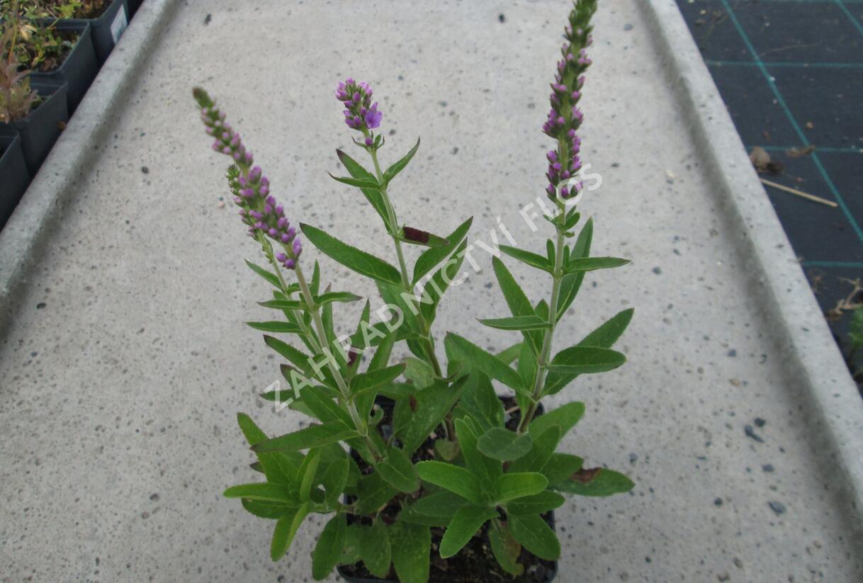 Rozrazil klasnatý 'Atomic Violet' - Veronica spicata 'Atomic Violet'