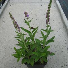 Rozrazil klasnatý 'Atomic Violet' - Veronica spicata 'Atomic Violet'