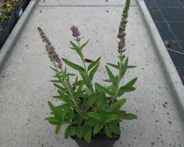 Rozrazil klasnatý 'Atomic Violet'