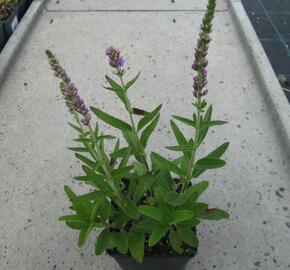 Rozrazil klasnatý 'Atomic Violet' - Veronica spicata 'Atomic Violet'