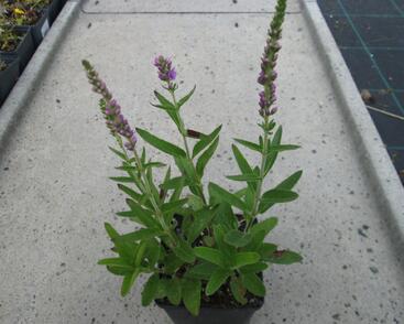 Rozrazil klasnatý 'Atomic Violet'