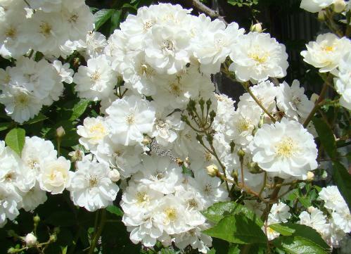 Růže pnoucí 'Guirlande d'Amour' - Rosa PN 'Guirlande d'Amour'