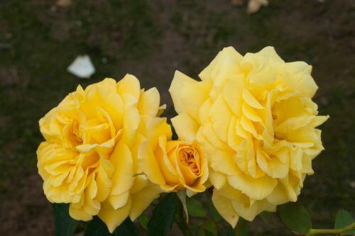 Růže pnoucí 'Goldstern' - Rosa PN 'Goldstern'