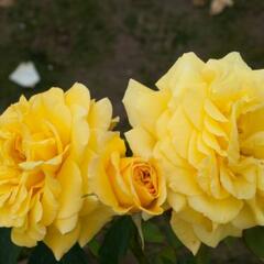 Růže pnoucí 'Goldstern' - Rosa PN 'Goldstern'