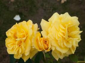 Růže pnoucí 'Goldstern' - Rosa PN 'Goldstern'