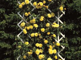 Růže pnoucí 'Goldstern' - Rosa PN 'Goldstern'