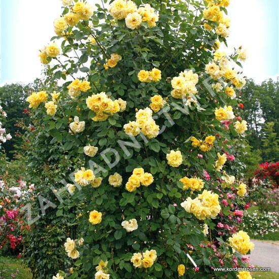 Růže pnoucí Kordes 'Golden Gate' - Rosa PN 'Golden Gate'