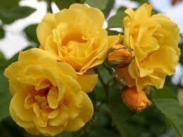 Růže pnoucí Kordes 'Golden Gate' - Rosa PN 'Golden Gate'