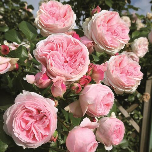 Růže pnoucí Tantau 'Giardina' - Rosa PN 'Giardina'