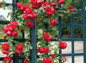 Růže pnoucí Kordes 'Florentina' - Rosa PN 'Florentina'
