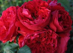 Růže pnoucí Kordes 'Florentina' - Rosa PN 'Florentina'