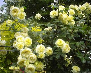 Růže pnoucí Tantau 'Climbing Elfe'