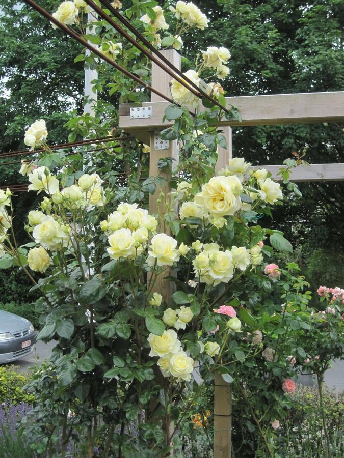 Růže pnoucí Tantau 'Climbing Elfe' - Rosa PN 'Climbing Elfe'
