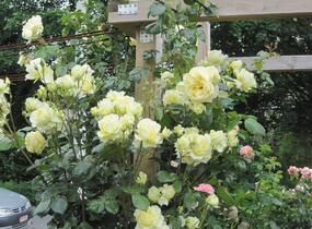 Růže pnoucí Tantau 'Climbing Elfe' - Rosa PN 'Climbing Elfe'