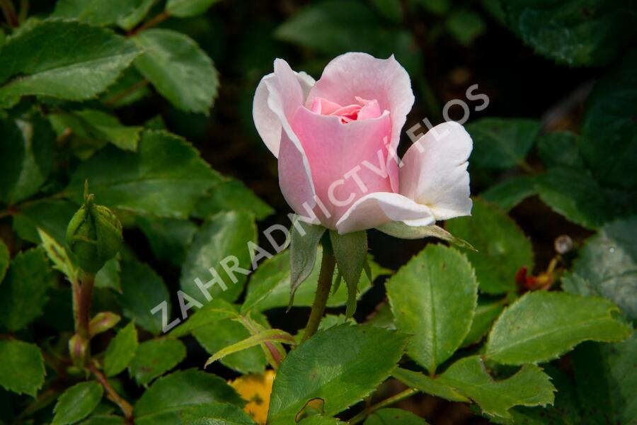 Růže pnoucí 'Climbing Bonica' - Rosa PN 'Climbing Bonica'