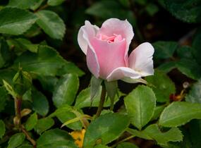 Růže pnoucí 'Climbing Bonica' - Rosa PN 'Climbing Bonica'