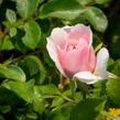 Růže pnoucí 'Climbing Bonica' - Rosa PN 'Climbing Bonica'