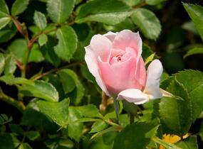 Růže pnoucí 'Climbing Bonica' - Rosa PN 'Climbing Bonica'