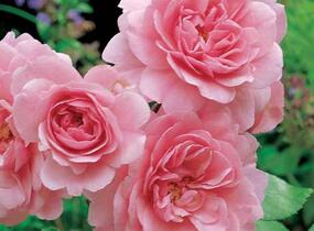 Růže pnoucí 'Climbing Bonica' - Rosa PN 'Climbing Bonica'
