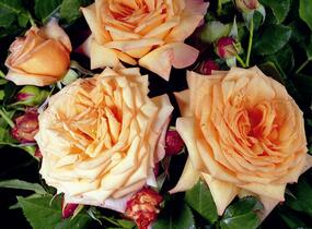 Růže pnoucí Tantau 'Barock' - Rosa PN 'Barock'