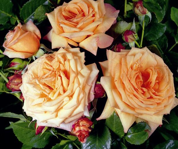 Růže pnoucí Tantau 'Barock' - Rosa PN 'Barock'