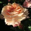 Růže pnoucí Tantau 'Barock' - Rosa PN 'Barock'