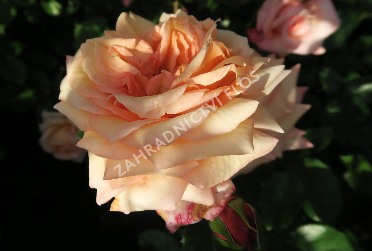 Růže pnoucí Tantau 'Barock' - Rosa PN 'Barock'