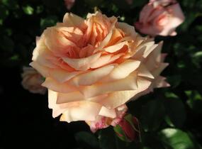 Růže pnoucí Tantau 'Barock' - Rosa PN 'Barock'