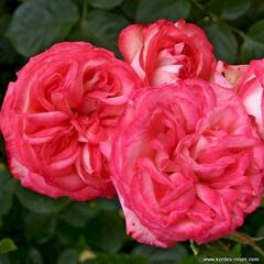 Růže pnoucí Kordes 'Antike 89' - Rosa PN 'Antike 89'