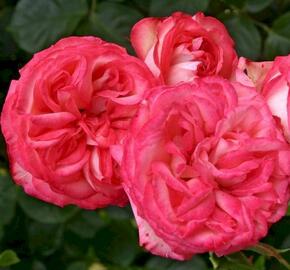 Růže pnoucí Kordes 'Antike 89' - Rosa PN 'Antike 89'
