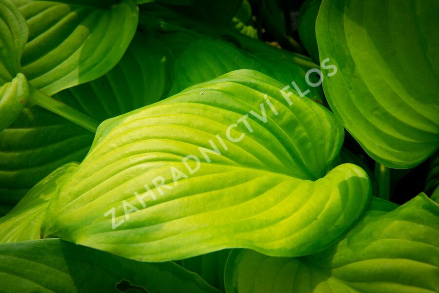 Bohyška 'Guacamole' - Hosta 'Guacamole'