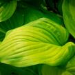 Bohyška 'Guacamole' - Hosta 'Guacamole'