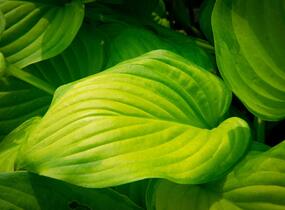 Bohyška 'Guacamole' - Hosta 'Guacamole'