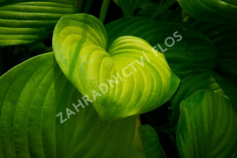 Bohyška 'Guacamole' - Hosta 'Guacamole'