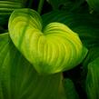 Bohyška 'Guacamole' - Hosta 'Guacamole'