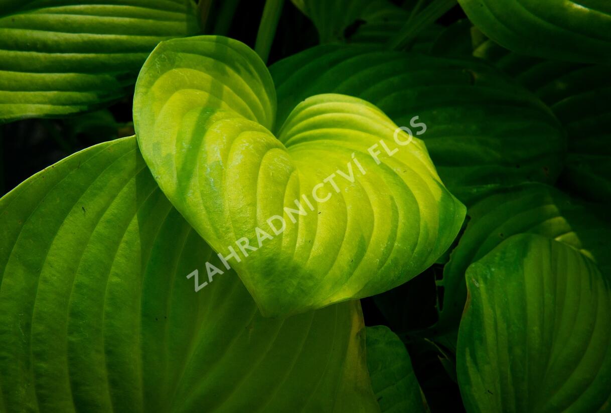 Bohyška 'Guacamole' - Hosta 'Guacamole'