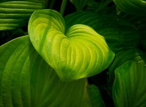 Bohyška 'Guacamole' - Hosta 'Guacamole'
