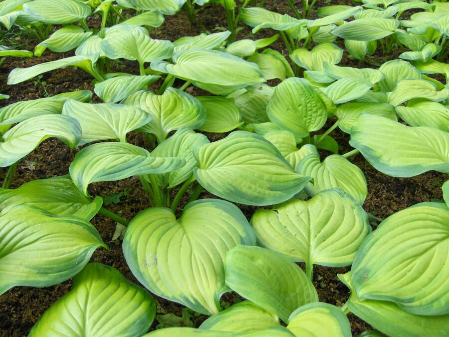 Bohyška 'Guacamole' - Hosta 'Guacamole'