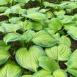 Bohyška 'Guacamole' - Hosta 'Guacamole'