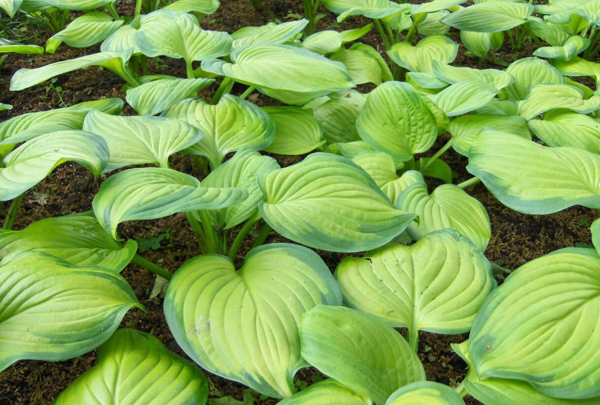 Bohyška 'Guacamole' - Hosta 'Guacamole'